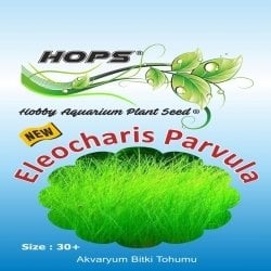 Hops Bitki Tohumu Eleocharis Parvula