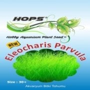 Hops Bitki Tohumu Eleocharis Parvula