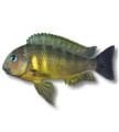 Tropheus Yemleri