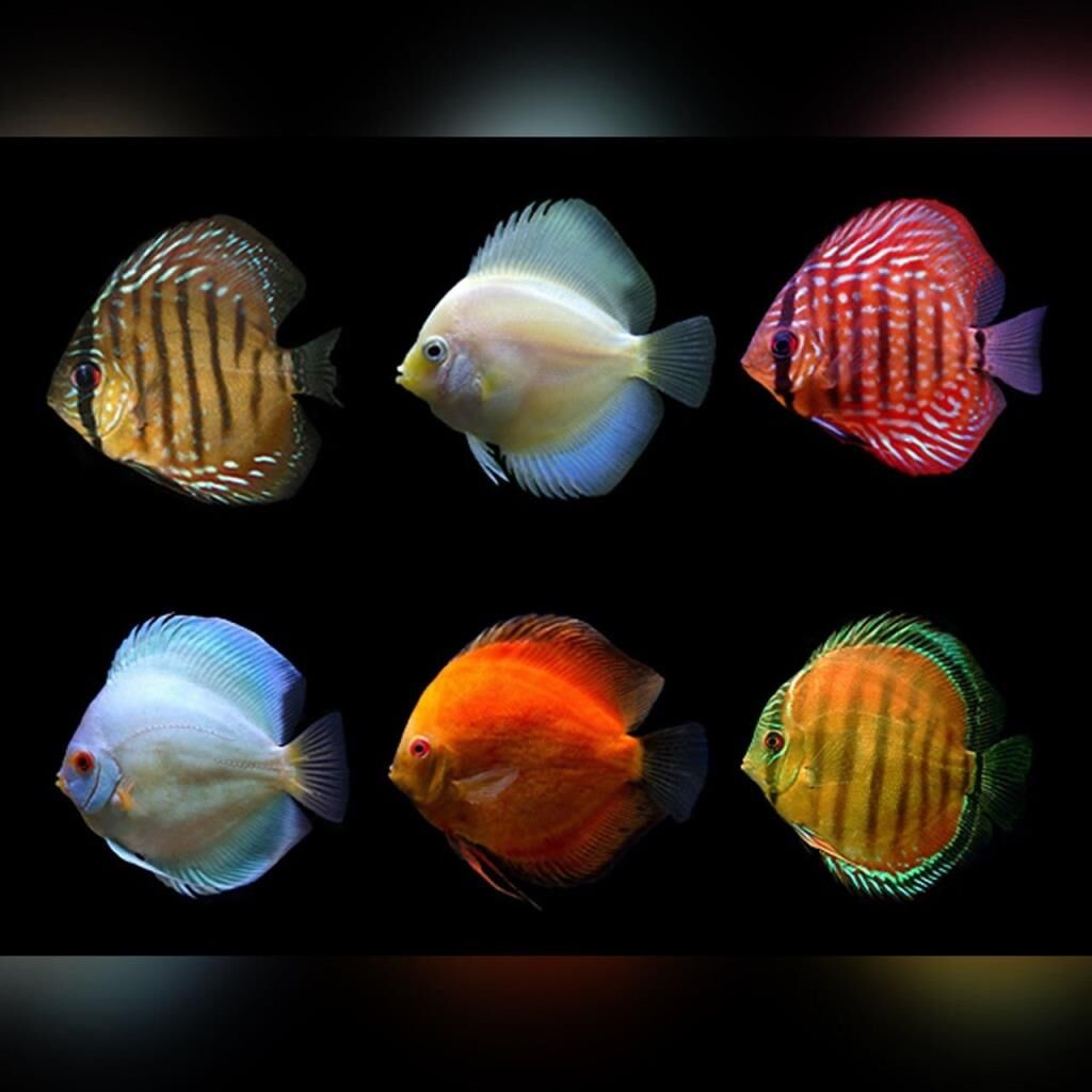 Discus Karma Yem Paketi