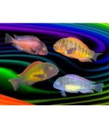 Tropheus Renklendirme Yem Paketi