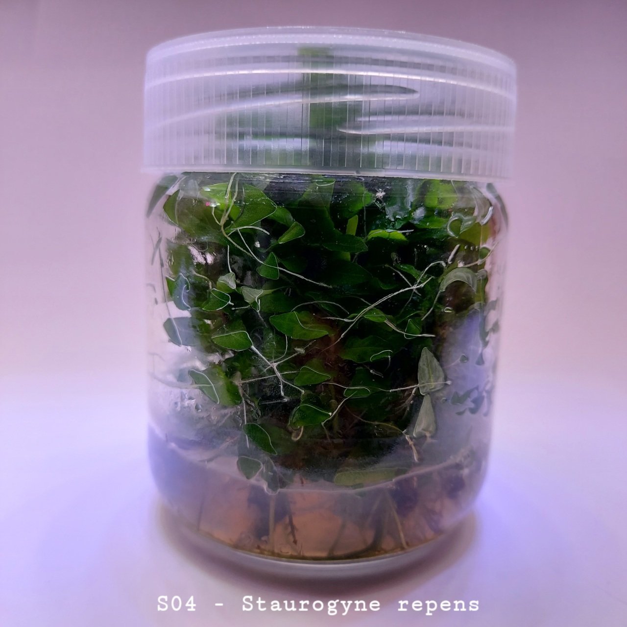 Staurogyne repens In Vitro 200cc