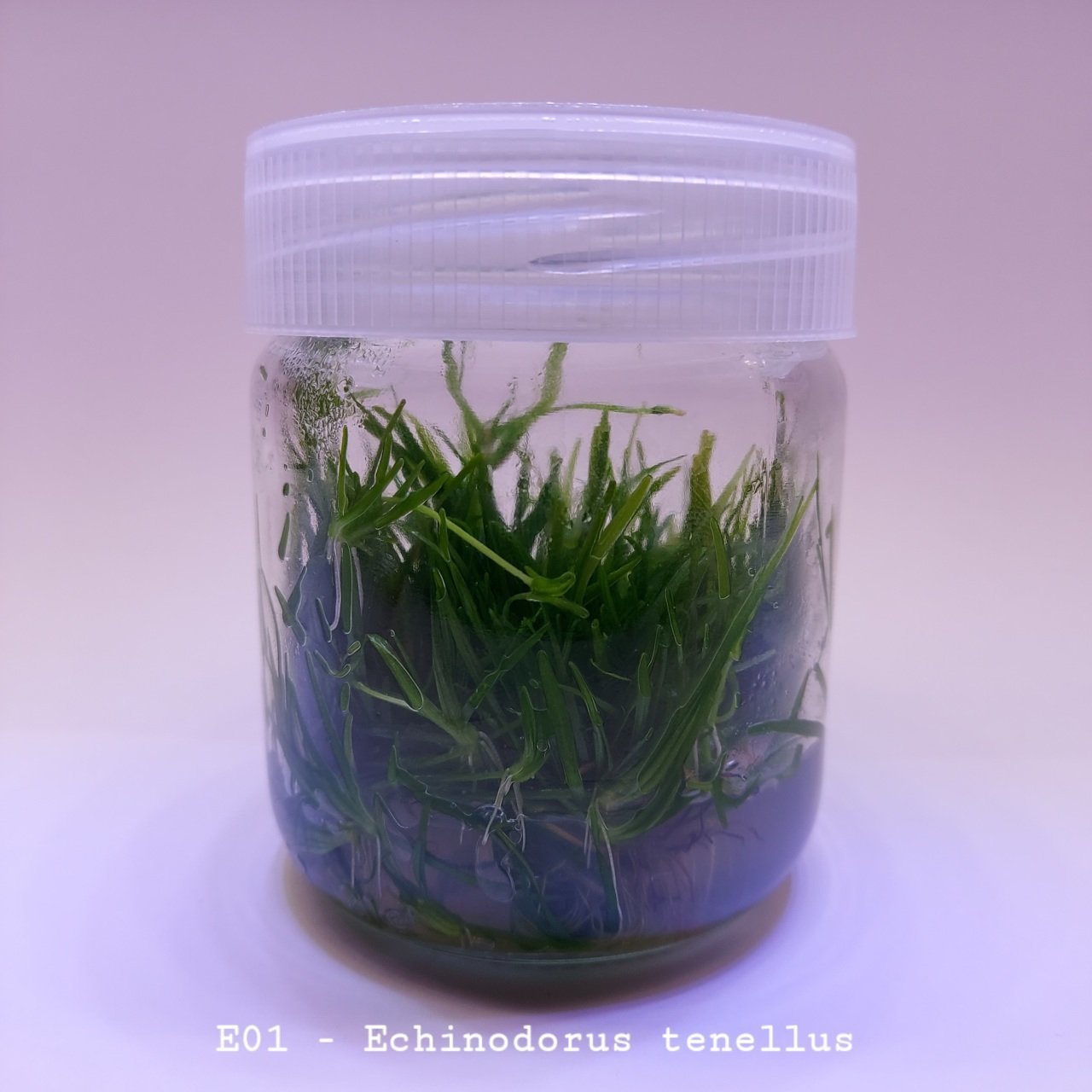 Echinodorus tenellus In Vitro 200cc
