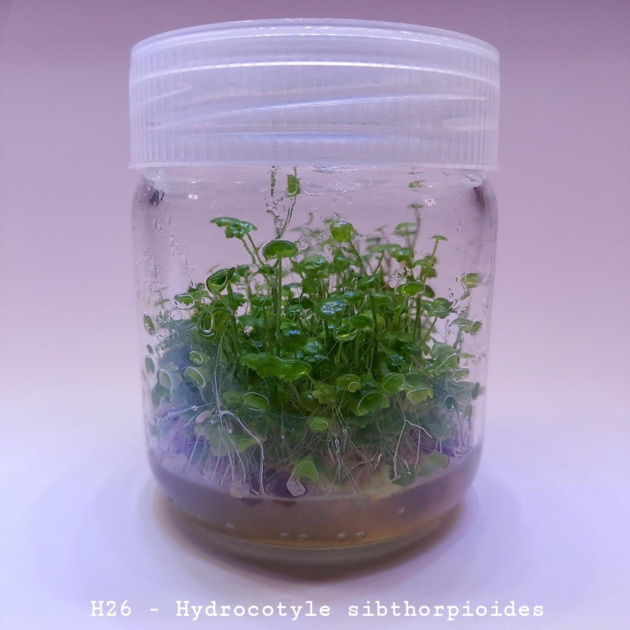 Hydrocotyle sibthorpioides In Vitro 200cc