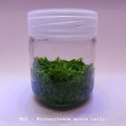 Micranthemum monte carlo In Vitro 200cc