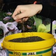 Jbl Pro Novo Malawı Grano M 100gr. Açık