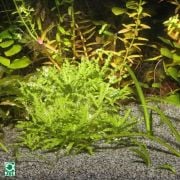 Jbl Sansibar Grey 5kg (0,2-0,6mm)