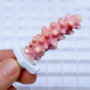 Seachem Coral Plugs 12 pcs