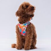 Pawstar Air-Mesh Mosaic Köpek Göğüs Tasması - L Beden