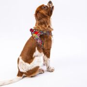 Pawstar Air-Mesh Wow Köpek Göğüs Tasması 2XS Beden