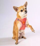Pawstar Air-Mesh Neon Pembe Köpek Göğüs Tasması 2XS Beden