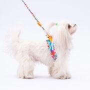 Pawstar Mosaic Köpek Gezdirme Kayışı 120 cm x 2 cm