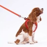 Pawstar Kiremit Köpek Gezdirme Kayışı 120 cm x 2 cm