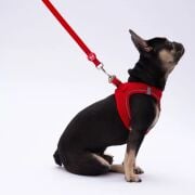 Pawstar Kırmızı Köpek Gezdirme Kayışı 120 cm x 2 cm