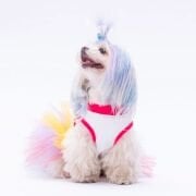 PawStar Happy Birthday Köpek Elbisesi S Beden