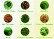 New Life Spectrum Algae Max 1mm 50gr Açık