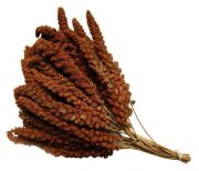 Kızıl Dal Darı 500gr